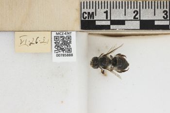 Media type: image;   Entomology 785888 Aspect: labels